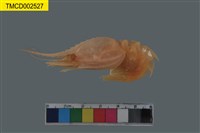 藏品(林氏異腕蝦)的圖片